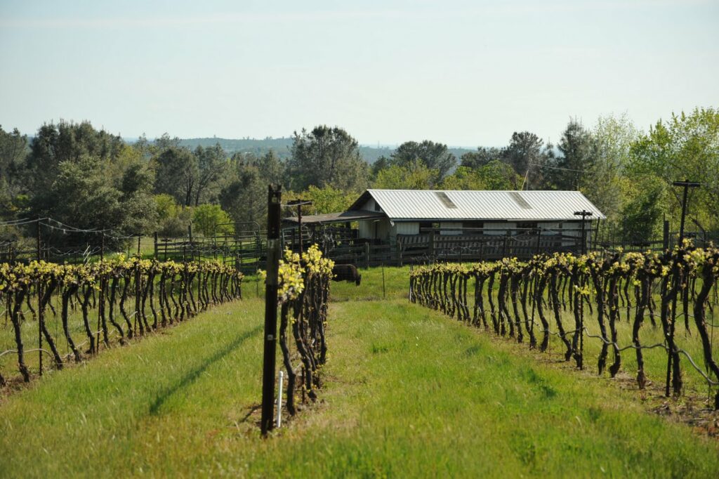 Long Creek Winery